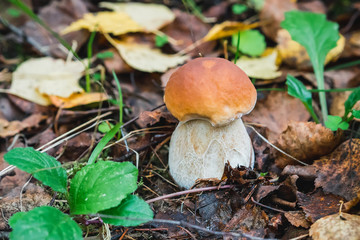 porcini autumn in the forest. Mushroom in foliage close up
