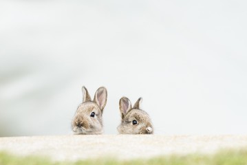 Young European rabbits (Oryctolagus cuniculus), natural habitat, Lower Austria, Austria, Europe