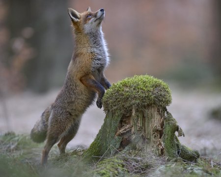 Red fox standing erect at a mossy tree stump