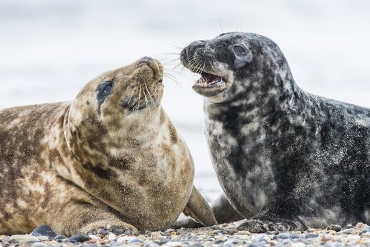 Grey seals (Halichoerus grypus), animal couple on the beach, North Sea, Dune, Heligoland, Germany, Europe