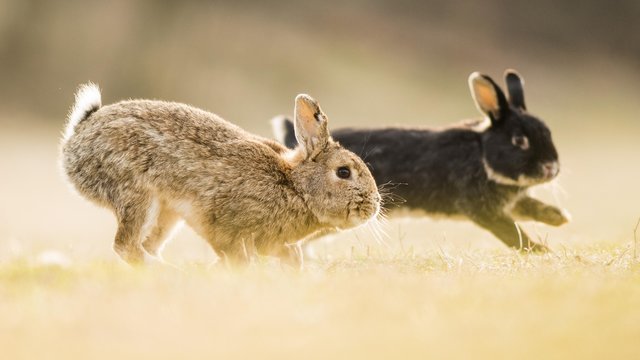 Two rabbits (Oryctolagus cuniculus), playing, crossing with domestic rabbit (Oryctolagus cuniculus forma domestica), Lower Austria, Austria, Europe