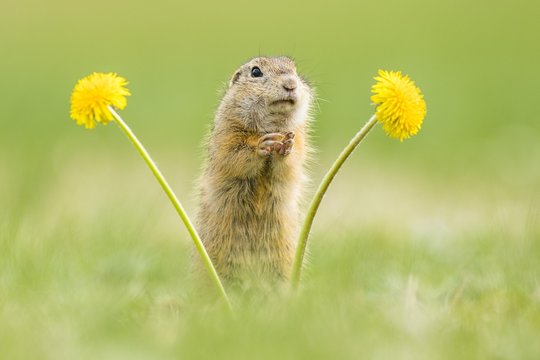 European ground squirrel (Spermophilus citellus) and Dandelion (Taraxacum), national park Neusiedler See, Seewinkel, Burgenland, Austria, Europe