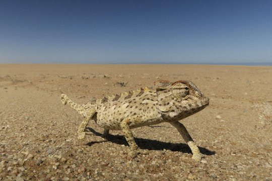 Namaqua Chameleon (Chamaeleo namaquensis), Namib Desert, Namibia, Africa