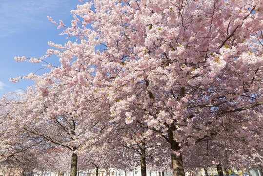 Japanese cherry (Prunus serrulata) in blossom, Erfurt, Thuringia, Germany, Europe