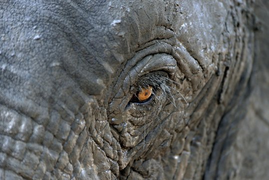 African bush elephant (Loxodohnta africana), eye, Mana Pools National Park, Mashonaland West, Zimbabwe, Africa