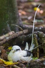 Fototapeta premium Weißschwanz-Tropikvogel (Phaethon lepturus) brütet auf dem Boden auf Cousin, Seychellen.