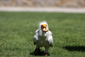 Fototapeta premium The Egyptian Vulture is a egg thief