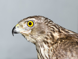 predatory bird hawk with bright yellow eye close-up on a gray ba