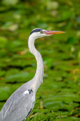 Graureiher (Ardea cinerea) an einem kleinen Teich auf Praslin, Seychellen.