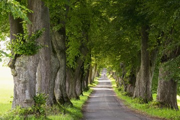 Kurfurstenallee, lime tree avenue, Marktoberdorf, Allgau, Swabia, Bavaria, Germany, Europe