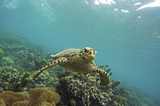 Green Turtle (Chelonia mydas) swims over reef, Seychelles, Africa