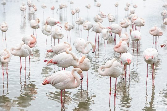 Pink Flamingos (Phoenicopterus roseus) in water, heads in feathers, Parc ornithologique de Pont de Gau, Saintes-Marie de la Mer, Camargue, Southern France, France, Europe