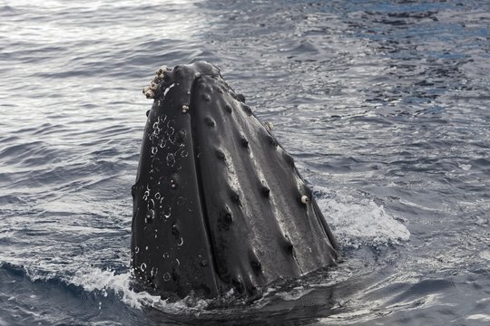 Humpback whale (Megaptera novaeangliae) with barnacles (Balanus sp.), species-specific Spyhopping, Queensland, Pacific, Australia, Oceania