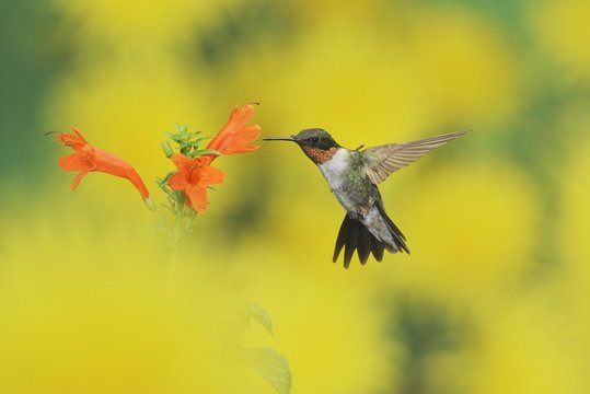 Ruby-throated Hummingbird (Archilochus colubris), male in flight feeding on Cape honeysuckle (Tecoma capensis) flower, Hill Country, Texas, USA, North America