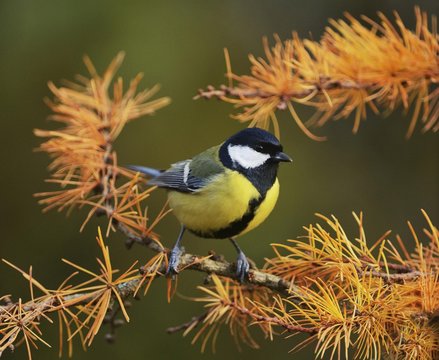 Great Tit (Parus major), adult perched on autumn branch of European Larch (Larix decidua), Switzerland, Europe