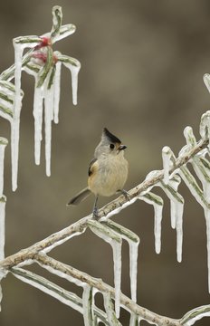 Black-crested Titmouse (Baeolophus bicolor), adult perched on icy branch of Christmas cholla (Cylindropuntia leptocaulis), Hill Country, Texas, USA, North America