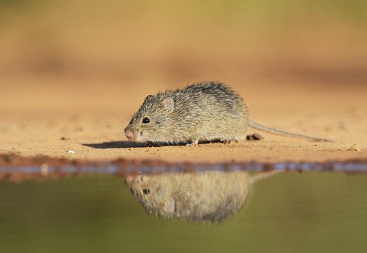 Hispid Cotton Rat (Sigmodon hispidus), adult at waters edge, South Texas, USA, North America