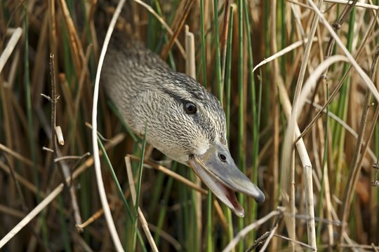 Mallard (Anas platyrhynchos) looking out of reeds, Germany, Europe