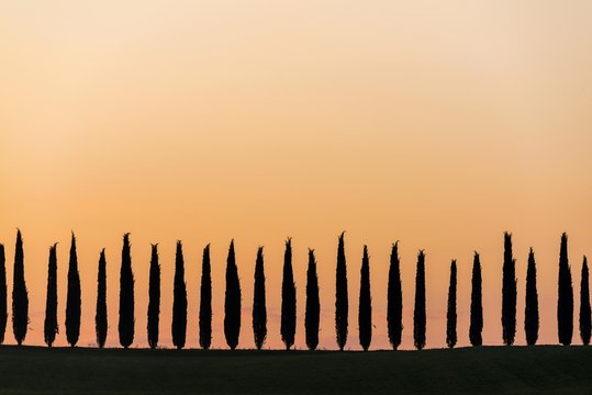 Silhouette of cypress trees against clear sky during sunrise