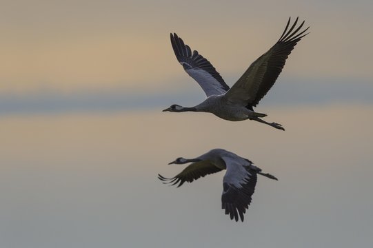 Common or European cranes (Grus grus) in flight, Gross Mohrdorf, migratory stopover site, Mecklenburg-Western Pomerania, Germany, Europe