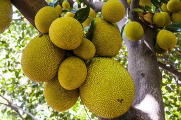 Jackfruit (Artocarpus heterophyllus) with lots of yellow fruit hanging on tree, Tamil Nadu, India, Asia