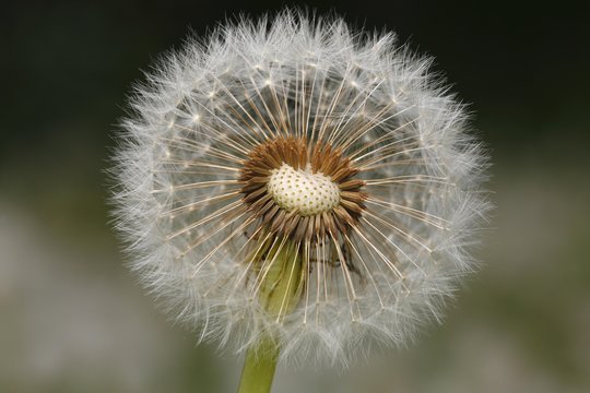 Blowball, Dandelion (Taraxacum officinale), seminal state, Schleswig-Holstein, Germany, Europe