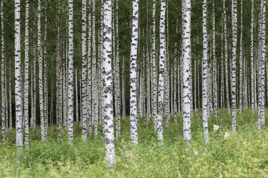 Birchn (Betula), tribes, Juuma, Finland, Europe