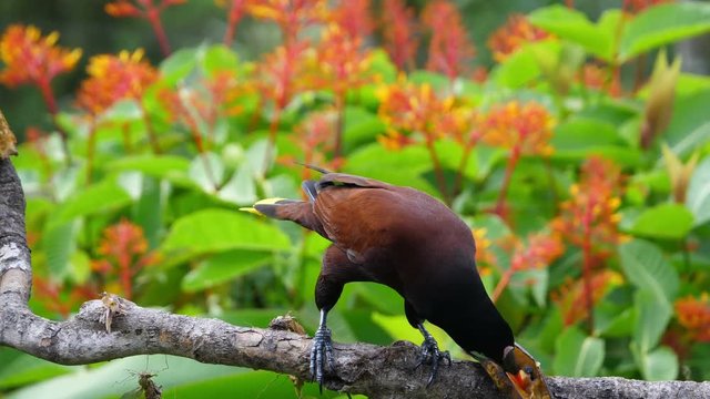 Crested oropendola in its natural habitat in the rainforest.  The crested oropendola also known as the Suriname crested oropendola or the cornbird is a New World tropical icterid bird.