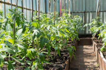 Organic tomatoes in a greenhouse