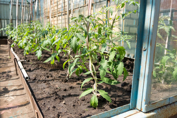 Organic tomatoes in a greenhouse