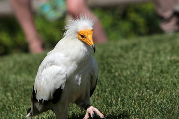 The Egyptian Vulture is a bird of prey from the hawk-like family
