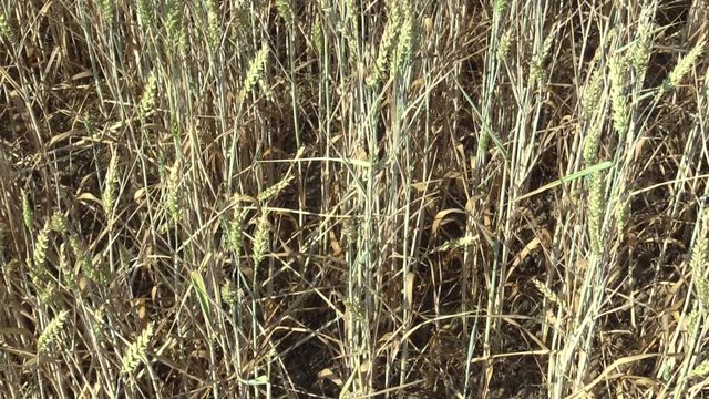 Very drought dry field land with wheat Triticum aestivum unripe ears and leaves and stems, drying up the soil, climate change