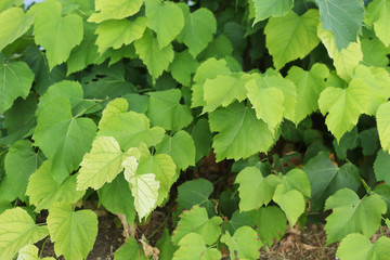 Tones of green leaves
