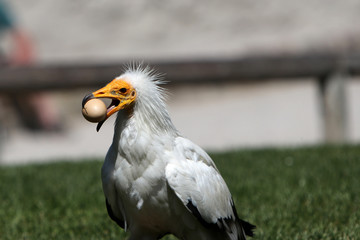 The Egyptian Vulture is a bird of prey from the hawk-like family
