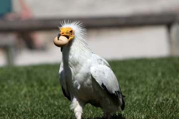 The Egyptian Vulture is a bird of prey from the hawk-like family
