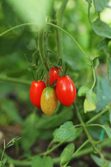 Cherry color tomatoes