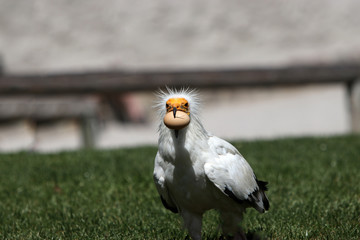 The Egyptian Vulture is a bird of prey from the hawk-like family
