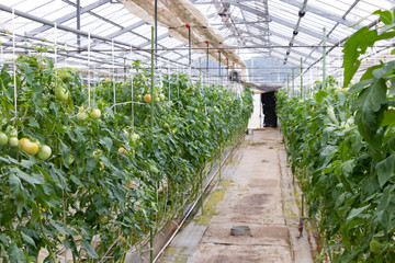 ビニールハウスのトマト畑