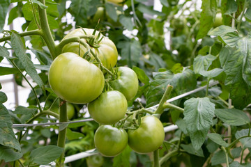 ビニールハウスのトマト畑