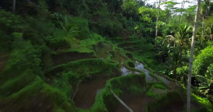 Hillside with rice farming. World's most beautiful mountains landscapes shape in nature. Typical Asian green cascade rice field terraces paddies. Ubud. Bali. Indonesia. Same as Guillin. China.