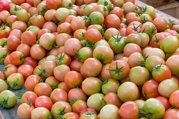 トマト農家　収穫後の大量のトマト