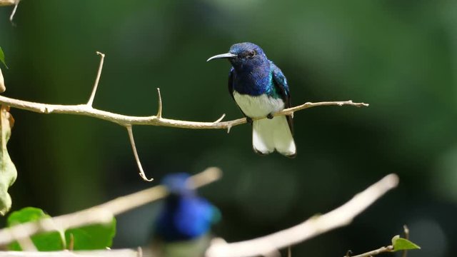 White-necked jacobin bird in its natural habitat in the forest.  Known as the great Jacobin or collared hummingbird, is a large hummingbird from the Caribbean Sea. Exuberant tropical animal species.