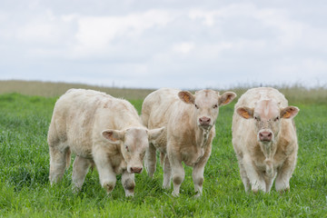 Obraz premium Veaux
