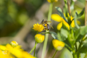A bee on yellow flower