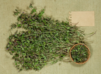 Glechoma hederacea. Dry herbs. Herbal medicine, phytotherapy medicinal herbs.