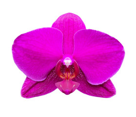 Purple-fuchsia phalaenopsis orchid