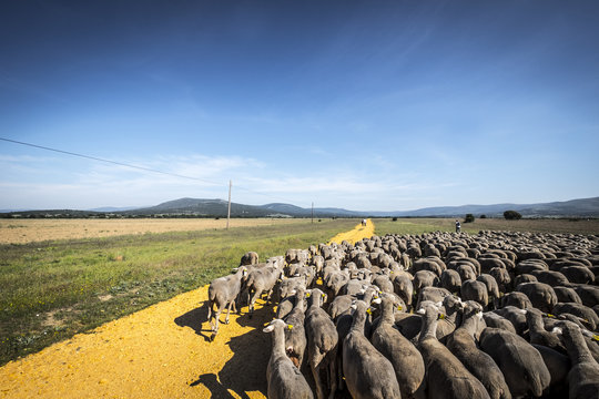 Transhumance in Spain