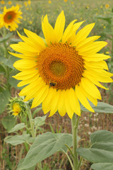 Fototapeta premium Bee on a sunflower