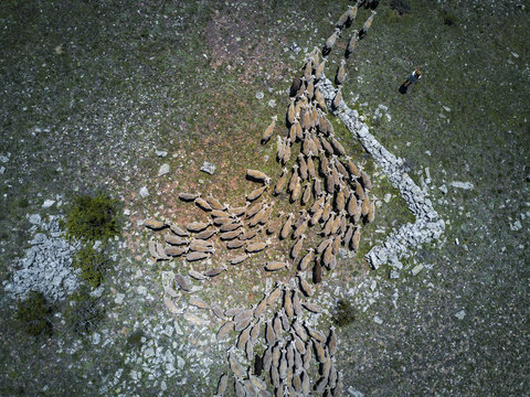 Transhumance in Spain