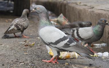 Peigon on the road of kolkata